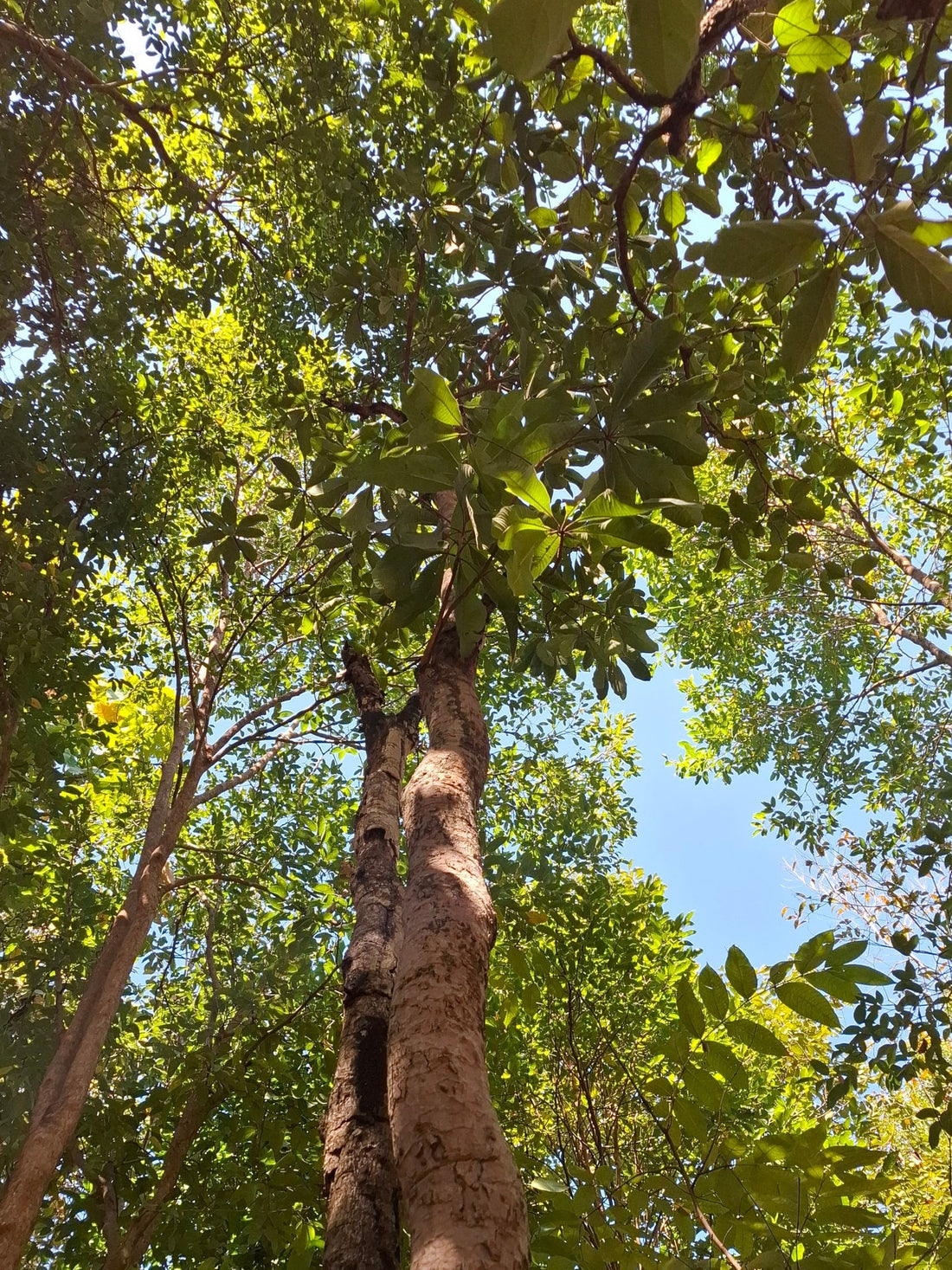 A living Gluta usitata lacquer tree — the species used to harvest natural lacquer in Cambodia and the wider Indochinese region