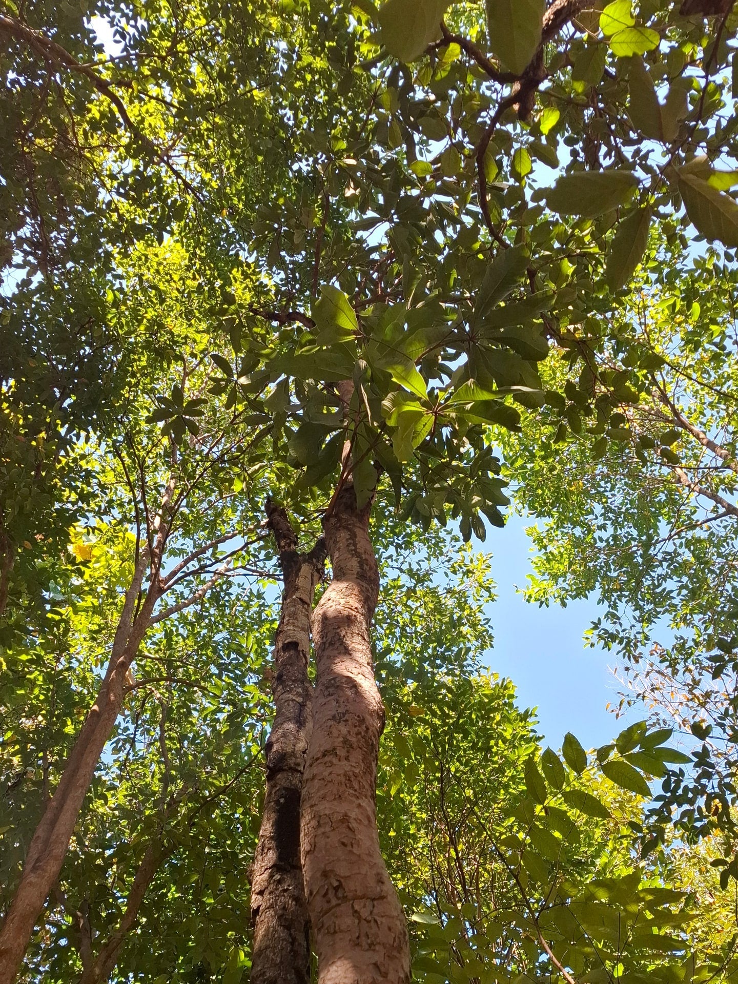 A living Gluta usitata lacquer tree — the species used to harvest natural lacquer in Cambodia and the wider Indochinese region
